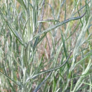 Senecio quadridentatus at Dunlop, ACT - 9 Nov 2022 04:04 PM