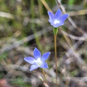 Wahlenbergia multicaulis at Dunlop, ACT - 9 Nov 2022