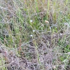 Wahlenbergia multicaulis at Dunlop, ACT - 9 Nov 2022