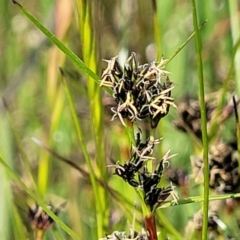 Schoenus apogon (Common Bog Sedge) at Dunlop Grasslands - 9 Nov 2022 by trevorpreston