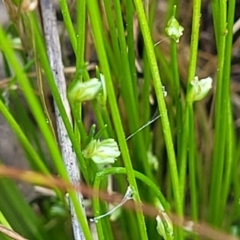 Isolepis sp. (Club-rush) at Dunlop, ACT - 9 Nov 2022 by trevorpreston