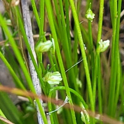 Isolepis sp. (Club-rush) at Dunlop Grasslands - 9 Nov 2022 by trevorpreston