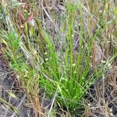 Isolepis sp. at Dunlop, ACT - 9 Nov 2022 04:00 PM