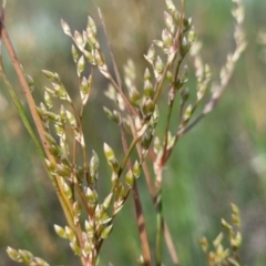 Juncus sarophorus (Broom Rush) at Dunlop Grasslands - 9 Nov 2022 by trevorpreston