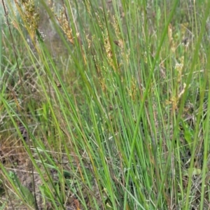 Juncus sarophorus at Dunlop, ACT - 9 Nov 2022