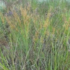 Juncus sarophorus at Dunlop, ACT - 9 Nov 2022