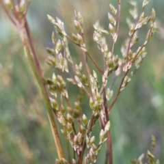 Juncus sarophorus at Dunlop, ACT - 9 Nov 2022