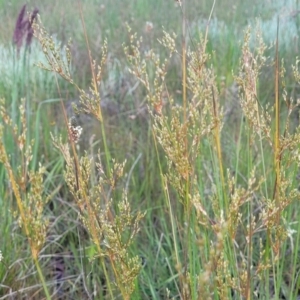 Juncus sarophorus at Dunlop, ACT - 9 Nov 2022