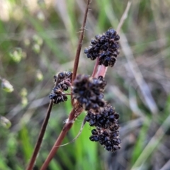 Luzula densiflora (Dense Wood-rush) at Dunlop, ACT - 9 Nov 2022 by trevorpreston