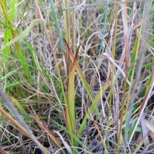 Luzula densiflora at Dunlop, ACT - 9 Nov 2022