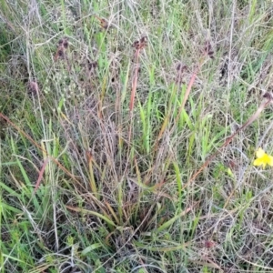 Luzula densiflora at Dunlop, ACT - 9 Nov 2022