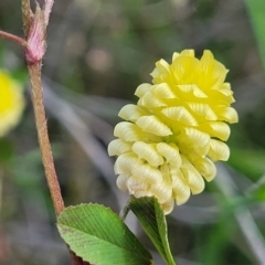 Trifolium campestre (Hop Clover) at Dunlop, ACT - 9 Nov 2022 by trevorpreston