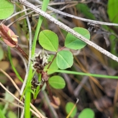 Trifolium campestre at Dunlop, ACT - 9 Nov 2022