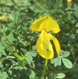 Cytisus scoparius subsp. scoparius at Pialligo, ACT - 9 Nov 2022