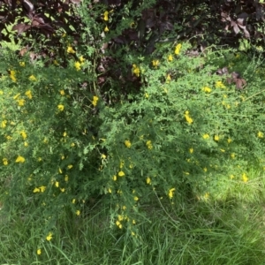 Cytisus scoparius subsp. scoparius at Pialligo, ACT - 9 Nov 2022