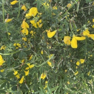 Cytisus scoparius subsp. scoparius at Pialligo, ACT - 9 Nov 2022 04:27 PM