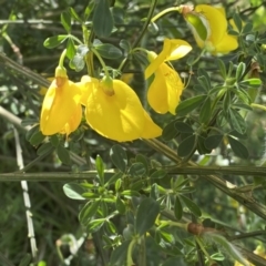 Cytisus scoparius subsp. scoparius at Pialligo, ACT - 9 Nov 2022