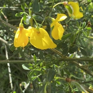 Cytisus scoparius subsp. scoparius at Pialligo, ACT - 9 Nov 2022