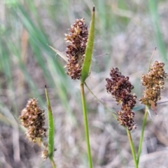 Luzula ovata (Pyramid Woodrush) at Dunlop Grasslands - 9 Nov 2022 by trevorpreston