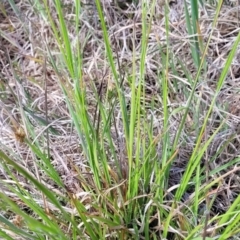 Luzula ovata at Dunlop, ACT - 9 Nov 2022 03:52 PM