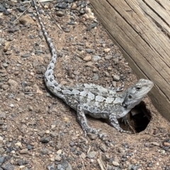 Amphibolurus muricatus (Jacky Lizard) at Mount Majura - 9 Nov 2022 by Louisab