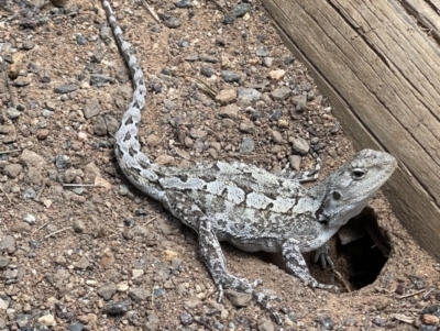 Amphibolurus muricatus (Jacky Lizard) at Hackett, ACT - 9 Nov 2022 by Louisab