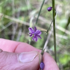 Arthropodium minus (Small Vanilla Lily) at Hackett, ACT - 9 Nov 2022 by Louisab