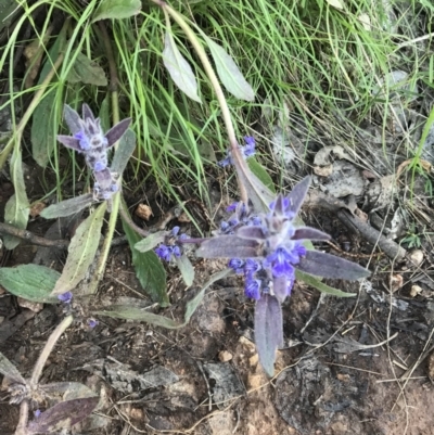 Ajuga australis (Austral Bugle) at P11 - 8 Nov 2022 by walter