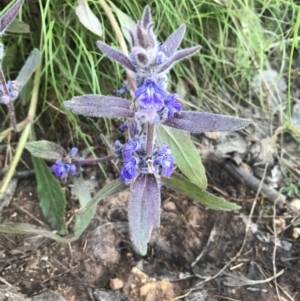 Ajuga australis at Watson, ACT - 9 Nov 2022 07:31 AM