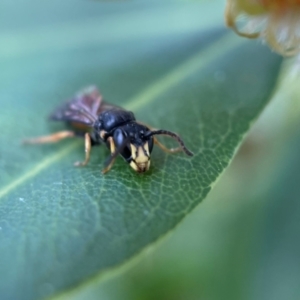 Hylaeus (Planihylaeus) daviesiae at Acton, ACT - 9 Nov 2022