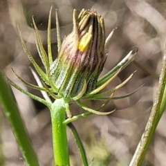 Tolpis barbata (Yellow Hawkweed) at Dunlop Grasslands - 9 Nov 2022 by trevorpreston