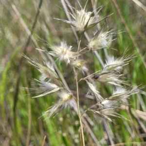 Rytidosperma sp. at Dunlop, ACT - 9 Nov 2022