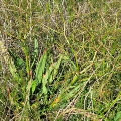 Rumex brownii (Slender Dock) at Dunlop Grasslands - 9 Nov 2022 by trevorpreston