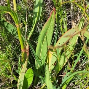 Rumex brownii at Dunlop, ACT - 9 Nov 2022