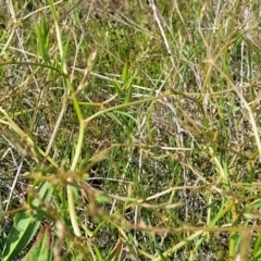 Rumex brownii at Dunlop, ACT - 9 Nov 2022 03:45 PM