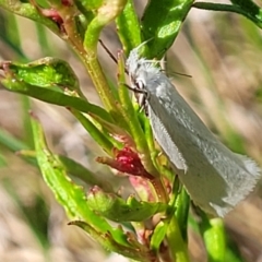 Zacorus carus (White Wingia) at Dunlop, ACT - 9 Nov 2022 by trevorpreston