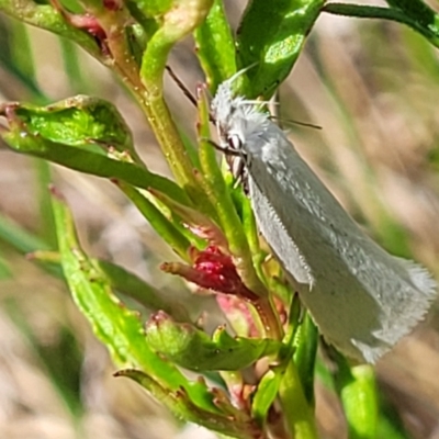 Zacorus carus (Wingia group moth) at Dunlop, ACT - 9 Nov 2022 by trevorpreston