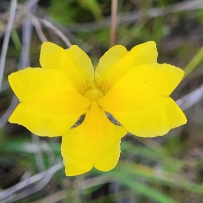 Goodenia pinnatifida (Scrambled Eggs) at Dunlop Grasslands - 9 Nov 2022 by trevorpreston