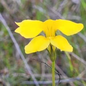 Goodenia pinnatifida at Dunlop, ACT - 9 Nov 2022