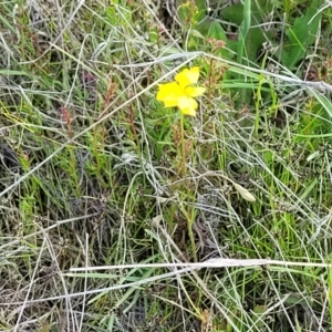 Goodenia pinnatifida at Dunlop, ACT - 9 Nov 2022