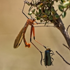 Harpobittacus australis (Hangingfly) at Stromlo, ACT - 8 Nov 2022 by Kenp12