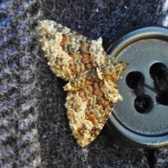 Phrissogonus laticostata (Apple looper moth) at Coree, ACT - 7 Nov 2022 by JohnBundock