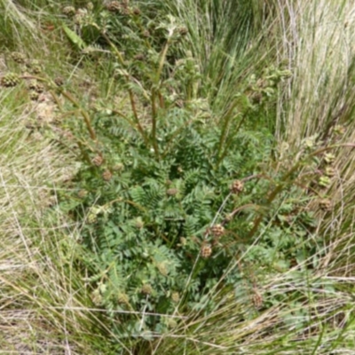 Sanguisorba minor (Salad Burnet, Sheep's Burnet) at Mount Clear, ACT - 9 Nov 2022 by coljet