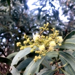 Acacia obliquinervia (Mountain Hickory) at Burra, NSW - 9 Nov 2022 by JessBelle