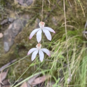 Caladenia moschata at Acton, ACT - suppressed