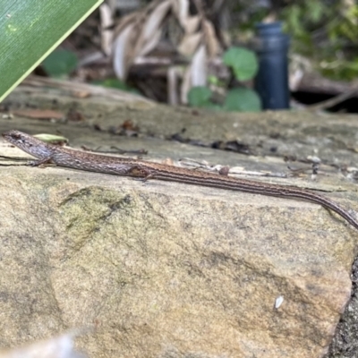 Saproscincus mustelinus (Weasel Skink) at Acton, ACT - 9 Nov 2022 by AndrewCB