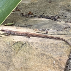 Saproscincus mustelinus at Acton, ACT - 9 Nov 2022