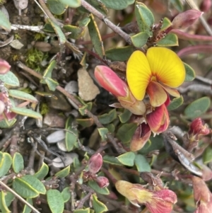 Bossiaea buxifolia at Mount Clear, ACT - 9 Nov 2022 12:21 PM