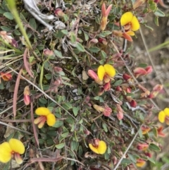 Bossiaea buxifolia at Mount Clear, ACT - 9 Nov 2022 12:21 PM