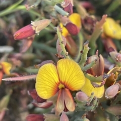 Bossiaea riparia at Mount Clear, ACT - 9 Nov 2022 by JaneR